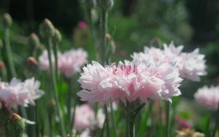 Цветя от метличина - Хубав декор с красива растителност!