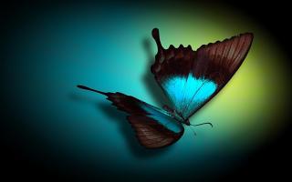 10 най-необичайни суеверия за пеперудите