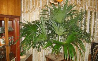 Домашна финикова палма от семена в стайни условия
