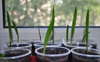 Финикова палма от семена у дома - как да отглеждаме и да се грижим за нея?