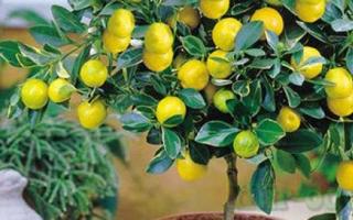 Как да отгледаме лимон от семе у дома с плодове